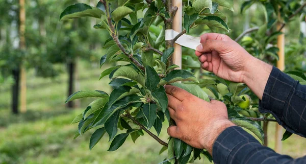 Meyve bahçesinde çalışan olgun bir çiftçi. Kuzey İtalya 'da Merano kasabası yakınlarındaki dağ vadisi. Güney Tyrol, İtalya 'da yoğun meyve yetiştirme veya meyve bahçesi.