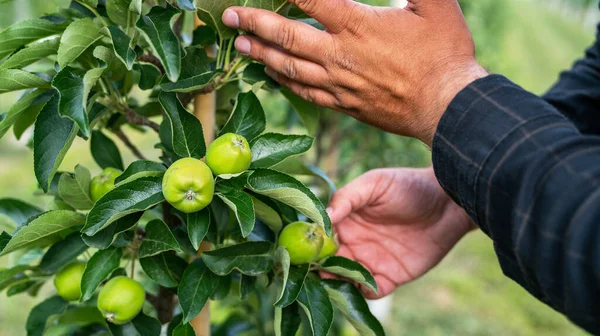 Meyve bahçesinde çalışan olgun bir çiftçi. Kuzey İtalya 'da Merano kasabası yakınlarındaki dağ vadisi. Güney Tyrol, İtalya 'da yoğun meyve yetiştirme veya meyve bahçesi.