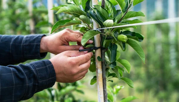 Granjero Mayor Jardín Manzanas Producción Intensiva Fruta Huerto Tirol Del — Foto de Stock