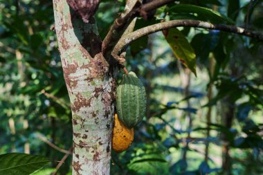 Cacao pods organic chocolate. The cocoa tree with fruits. Yellow and green Cocoa pods grow on the tree, cacao plantation.