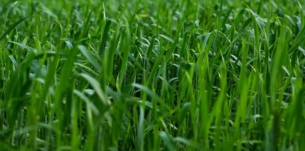 Estate Grano Verde Nei Campi Sta Crescendo Vigorosamente Focalizzazione Selettiva — Foto Stock