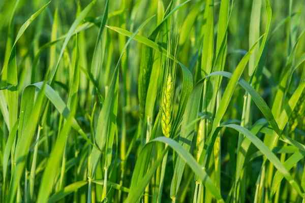 Campo Trigo Verde Día Soleado Las Espigas Trigo Acercan Hermoso —  Fotos de Stock