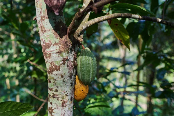 Cacao Pods Organic Chocolate Cocoa Tree Fruits Yellow Green Cocoa — Stockfoto