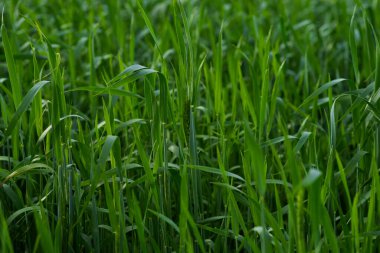 Yazın, tarlalardaki yeşil buğday hararetle büyüyor. Tarım sahnesinde genç yeşil buğday veya arpa tarlalarının seçici şekilde odaklanması.