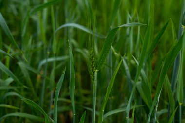 Yazın, tarlalardaki yeşil buğday hararetle büyüyor. Tarım sahnesinde genç yeşil buğday veya arpa tarlalarının seçici şekilde odaklanması.