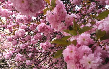 Selective focus of beautiful cherry blossom. Flower and botanical decoration concept. Floral abstract art on nature background, cherry flowers in bloom. Selective focus. Grainy filter toned effect.