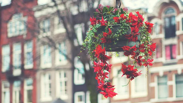 Street Lantern Beautiful Hanging Flower Pot Front Old Building Hanging — 스톡 사진