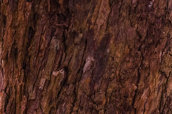 Embossed Texture Bark Tree Tree Rough Skin — Stockfoto