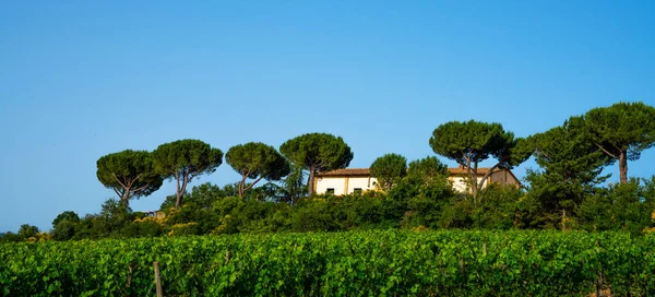 Tuscany Landscape Typical Region Tuscan Farm House Vineyard Italy —  Fotos de Stock