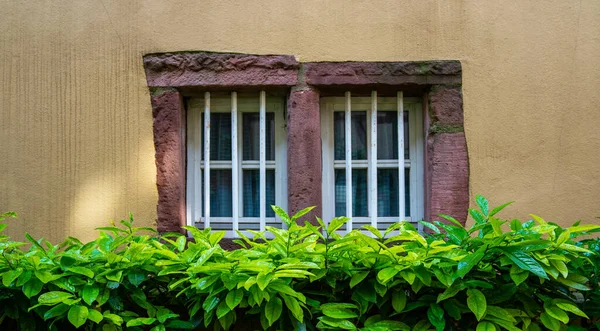 Pencereli Klasik Duvarı Tarihi Şehir Colmar Fransa Alsace Yeşil Bitkilerle — Stok fotoğraf