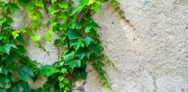 Arka planda sarmaşık olan eski taş duvar.