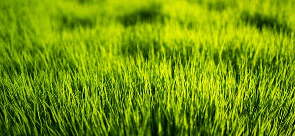 Groen Gras Natuurlijke Achtergrond Textuur Vers Voorjaarsgroen Gras — Stockfoto