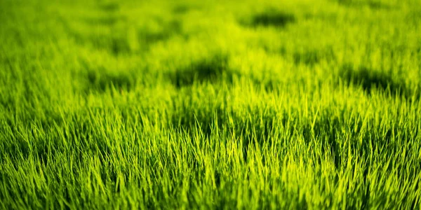Hierba Verde Textura Fondo Natural Hierba Verde Primavera Fresca —  Fotos de Stock