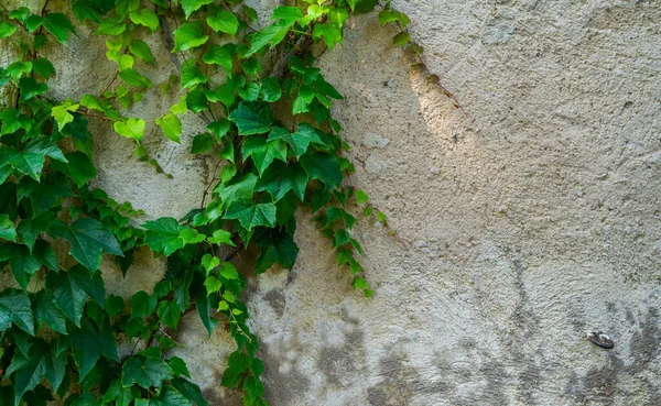 Stará Kamenná Zeď Břečťanem Jako Pozadí — Stock fotografie