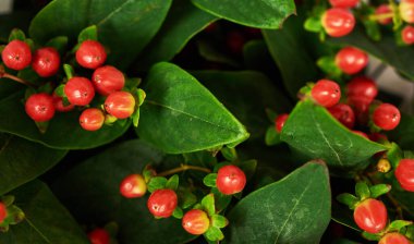 Hypericum fabrikasının bir kolu. Güzel çiçekler. Arka plan tam ekrana. Çiçek teslimatı. Çiçek dükkanı konsepti .