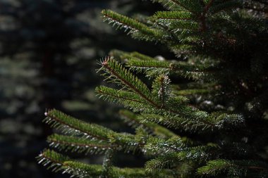 Spruce şubesi. İğneli ladin çok güzel bir dalı. Doğadaki Noel ağacı. Evergreen. Spruce yaklaş. Doğal yeşil kozalaklı arkaplan dokusu. Seçici odak.