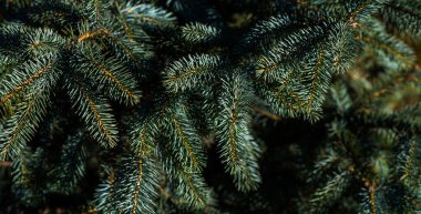 Spruce şubesi. İğneli ladin çok güzel bir dalı. Doğadaki Noel ağacı. Evergreen. Spruce yaklaş. Doğal yeşil kozalaklı arkaplan dokusu. Seçici odak.