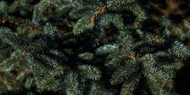 Spruce şubesi. İğneli ladin çok güzel bir dalı. Doğadaki Noel ağacı. Evergreen. Spruce yaklaş. Doğal yeşil kozalaklı arkaplan dokusu. Seçici odak.