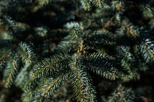 Spruce şubesi. İğneli ladin çok güzel bir dalı. Doğadaki Noel ağacı. Evergreen. Spruce yaklaş. Doğal yeşil kozalaklı arkaplan dokusu. Seçici odak.