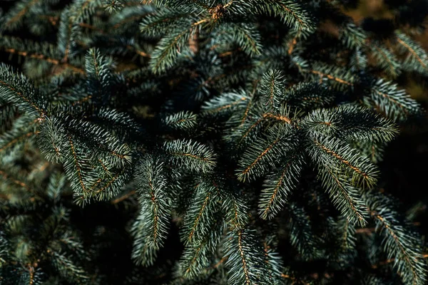Spruce şubesi. İğneli ladin çok güzel bir dalı. Doğadaki Noel ağacı. Evergreen. Spruce yaklaş. Doğal yeşil kozalaklı arkaplan dokusu. Seçici odak.