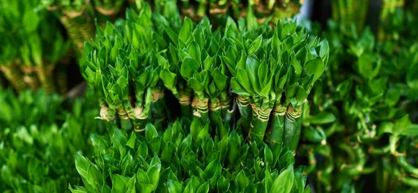 Lijadora Dracaena Una Florería Concepto Tienda Floral —  Fotos de Stock