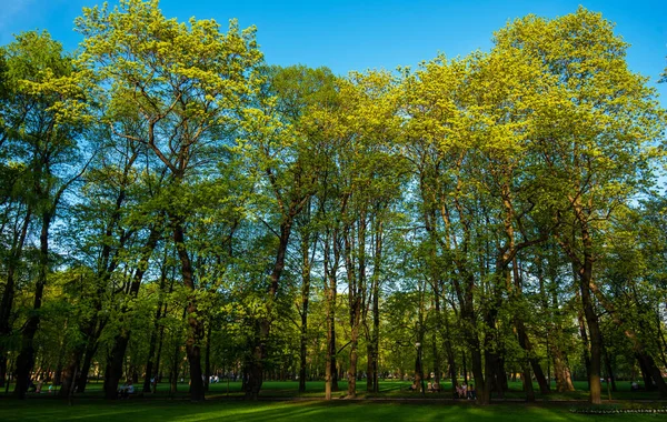 Yaz Bahçesi 'nden geçerek 1716 Yaz Sarayı' na doğru Vista Adası (Rusça: 