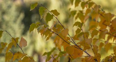 Sonbahar manzarası güzel renkli ağaçlar. Sonbahar mevsiminde sarı yapraklar ve arkadan gelen sıcak güneş ışığı. Bulanık arka planda sonbahar parkı. Güzel doğa sahnesi.