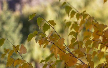 Sonbahar manzarası güzel renkli ağaçlar. Sonbahar mevsiminde sarı yapraklar ve arkadan gelen sıcak güneş ışığı. Bulanık arka planda sonbahar parkı. Güzel doğa sahnesi.