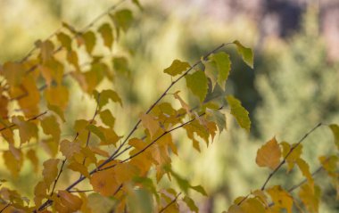 Sonbahar manzarası güzel renkli ağaçlar. Sonbahar mevsiminde sarı yapraklar ve arkadan gelen sıcak güneş ışığı. Bulanık arka planda sonbahar parkı. Güzel doğa sahnesi.