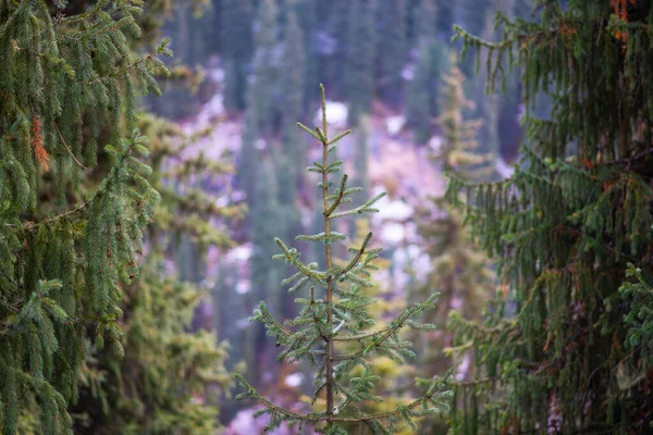 나무들은 산들의 과높은 있노라 Evergreen Spruce 입니다 가을철 소나무의 실루엣 — 스톡 사진