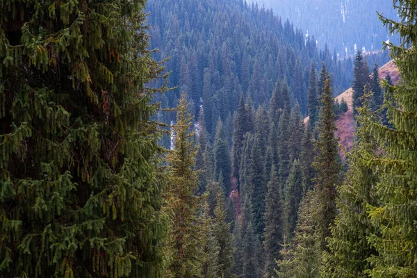 나무들은 산들의 과높은 있노라 Evergreen Spruce 입니다 가을철 소나무의 실루엣 — 스톡 사진