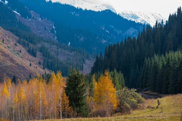 아름다운 색깔을 나무들 풍경을 이루고 아름다운 경치의 자연의 산비탈에 산에서는 — 스톡 사진