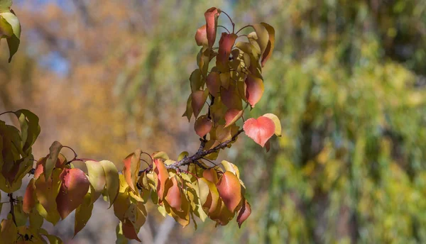 Herfst Landschap Prachtige Gekleurde Bomen Gele Bladeren Het Najaar Met — Stockfoto