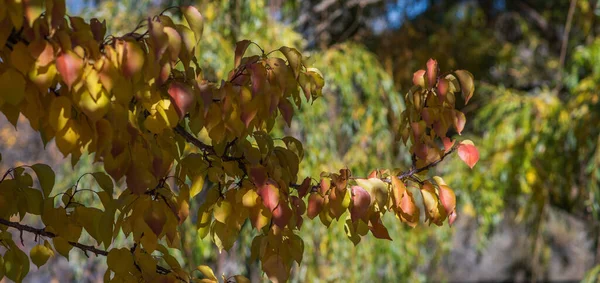 Herfst Landschap Prachtige Gekleurde Bomen Gele Bladeren Het Najaar Met — Stockfoto