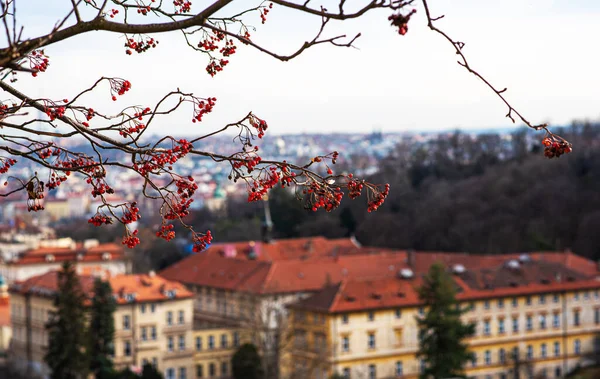 Árvore Com Bagas Rowan Outono Inverno Foco Raso Ramos Outono — Fotografia de Stock