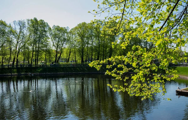 Summer Park Garden Pond Landscape Petersburg Russia — Stock Photo, Image