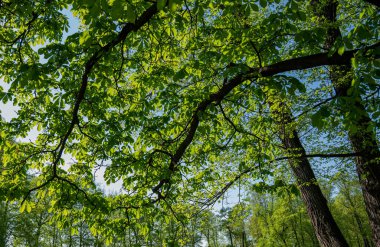 Mavi gökyüzü yeşil ağaçların arasından bir ormandaki uzun ve yaşlı ağaçların tepelerine. Ormandaki panorama, aşağıdan ağaçların tepelerine kadar taze yeşil yapraklarla..