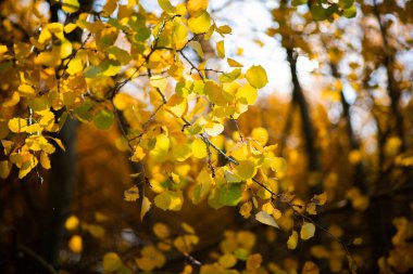 Sarı ağaçlar ve güneşli güzel sonbahar manzarası. Parkta renkli yapraklar var. Düşen yapraklar doğal arkaplan. Sonbahar güneşinin parlak ışınlarında sarı bir yaprağın yakın çekimi.