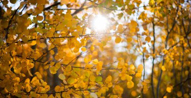 Sarı yapraklar, batan güneşten gelen canlı yapraklar. Bir parkta altın sonbahar sahnesi, yapraklarla, ağaçların arasından parlayan güneş..