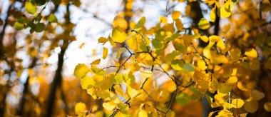 Sarı ağaçlar ve güneşli güzel sonbahar manzarası. Parkta renkli yapraklar var. Düşen yapraklar doğal arkaplan. Sonbahar güneşinin parlak ışınlarında sarı bir yaprağın yakın çekimi.