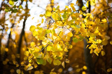 Sarı ağaçlar ve güneşli güzel sonbahar manzarası. Parkta renkli yapraklar var. Düşen yapraklar doğal arkaplan. Sonbahar güneşinin parlak ışınlarında sarı bir yaprağın yakın çekimi.