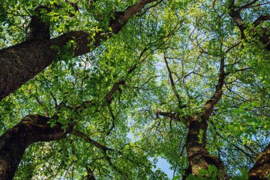 Mavi gökyüzü yeşil ağaçların arasından bir ormandaki uzun ve yaşlı ağaçların tepelerine. Ormandaki panorama, aşağıdan ağaçların tepelerine kadar taze yeşil yapraklarla..