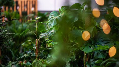 Bulanık görüntü. Bir çiçekçi dükkanının içinde bir sürü farklı modern şekil nesneler ve çiçekler var..