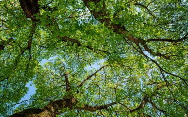 Mavi gökyüzü yeşil ağaçların arasından bir ormandaki uzun ve yaşlı ağaçların tepelerine. Ormandaki panorama, aşağıdan ağaçların tepelerine kadar taze yeşil yapraklarla..