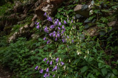 Dağlarda yabani mor bahar çiçekleri. Alp yayı, çiçekli arka plan. Dağ yamacında yabani mor çiçekler. Bahar doğası teması ve yaz açık hava aktiviteleri konsepti.