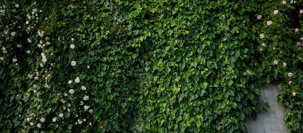 Een Muur Overgroeid Met Klimop Achtergrond Met Een Heg Eco — Stockfoto