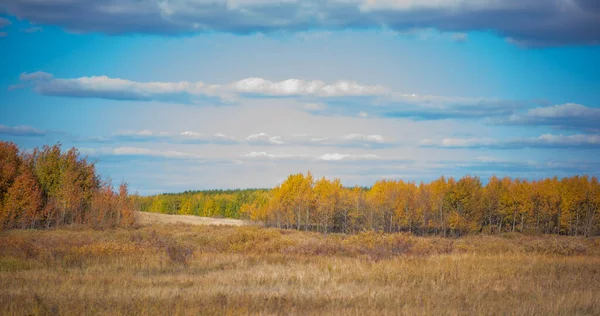 Ein Herbstlicher Blick Auf Eine Ländliche Landschaft Wiese Überwuchert Mit — Stockfoto