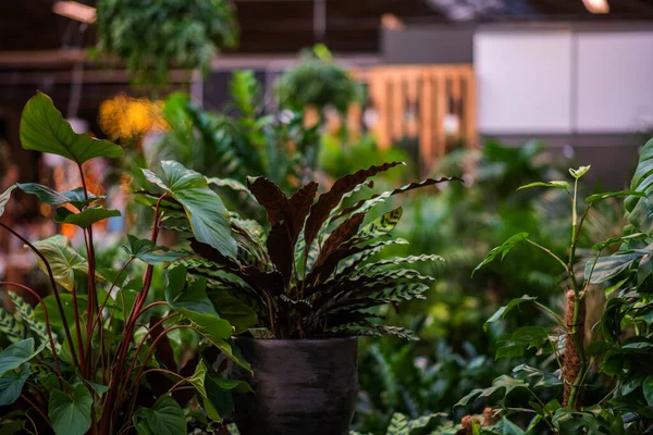 Interior of a flower shop with lots of different modern styled objects and flowers.