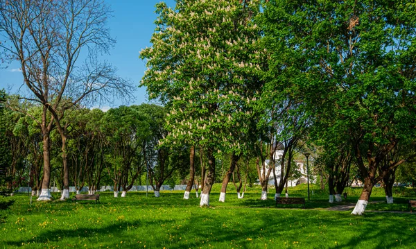 Orchard Kláštera Kostela — Stock fotografie