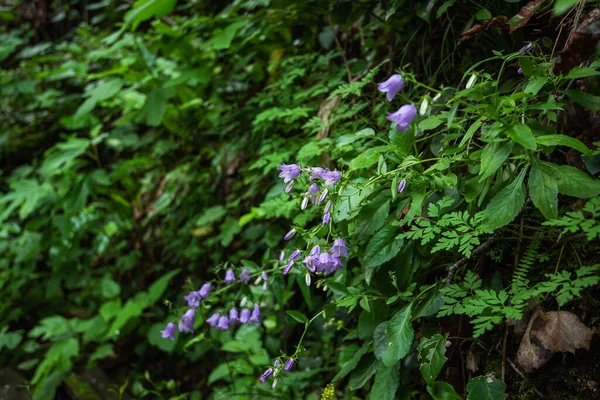 Krzew Dzikich Purpurowych Wiosennych Kwiatów Górach Alpejska Wiosna Kwiatowe Tło — Zdjęcie stockowe